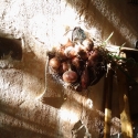 Ombres et lumiéres sur oignons bio du jardin de la ferme du désert vaucluse