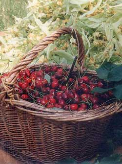 Cerises, tilleul, olives production de la ferme du desert Vaucluse